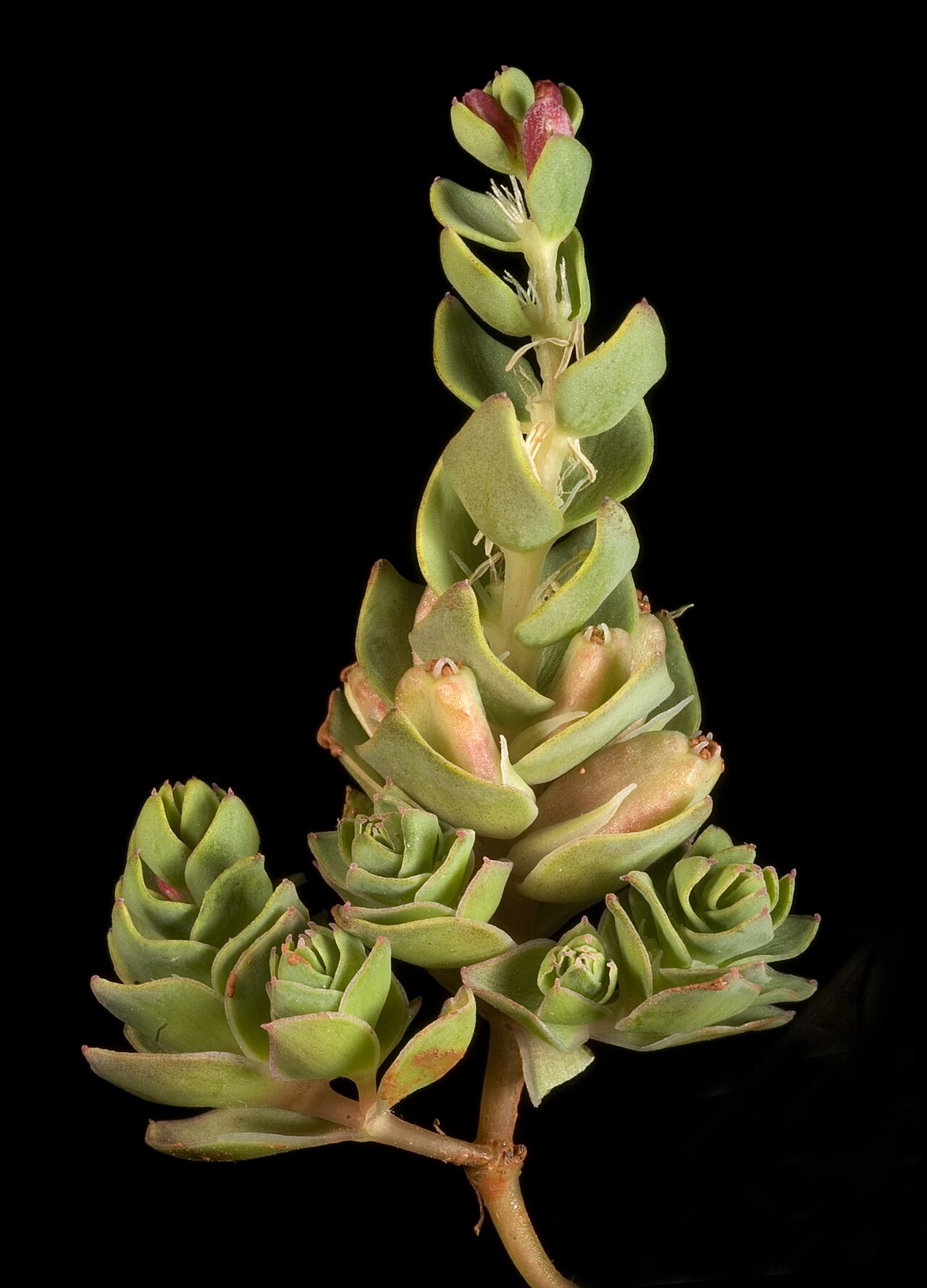 Myriophyllum decussatum