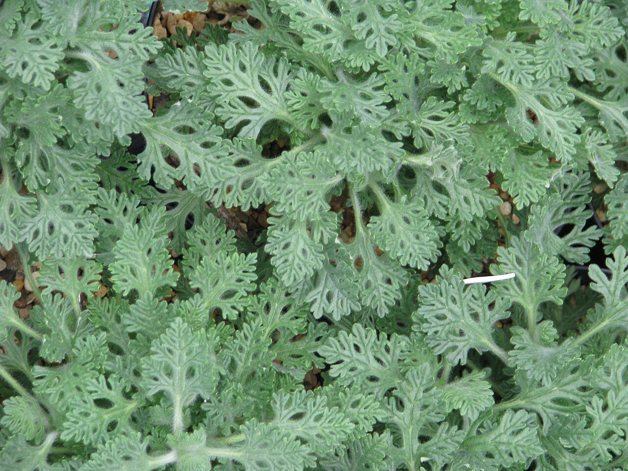Dracocephalum botryoides