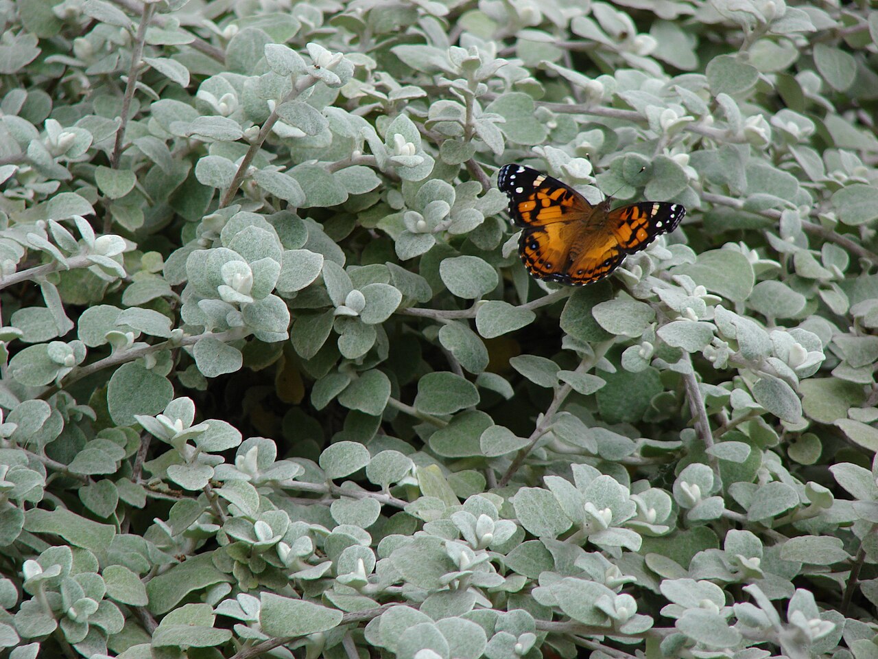 Helichrysum petiolare