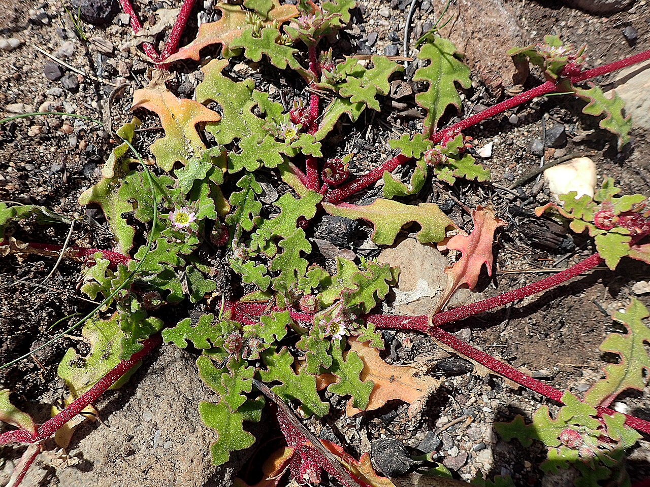 Cleretum herrei