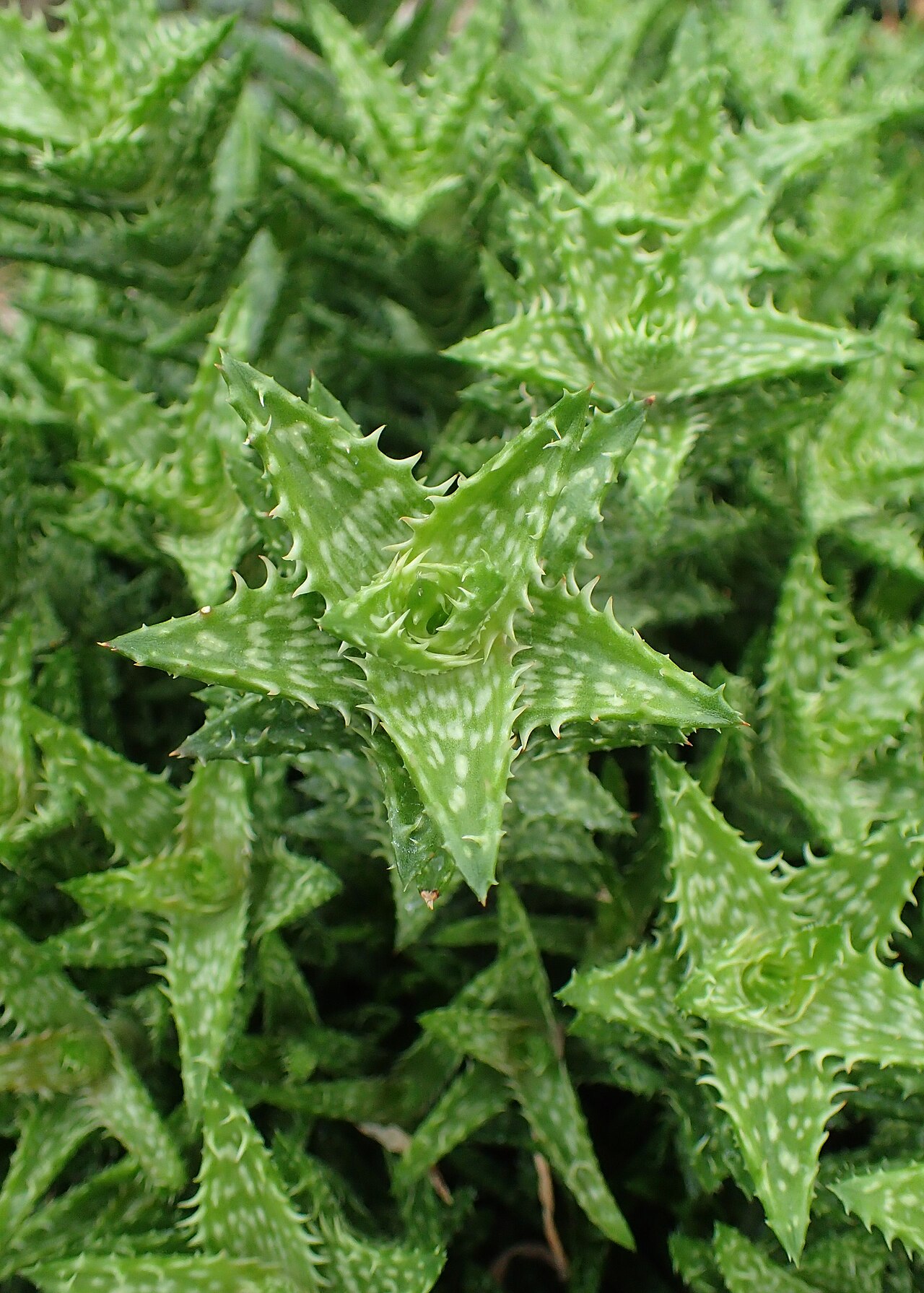 Aloe juvenna