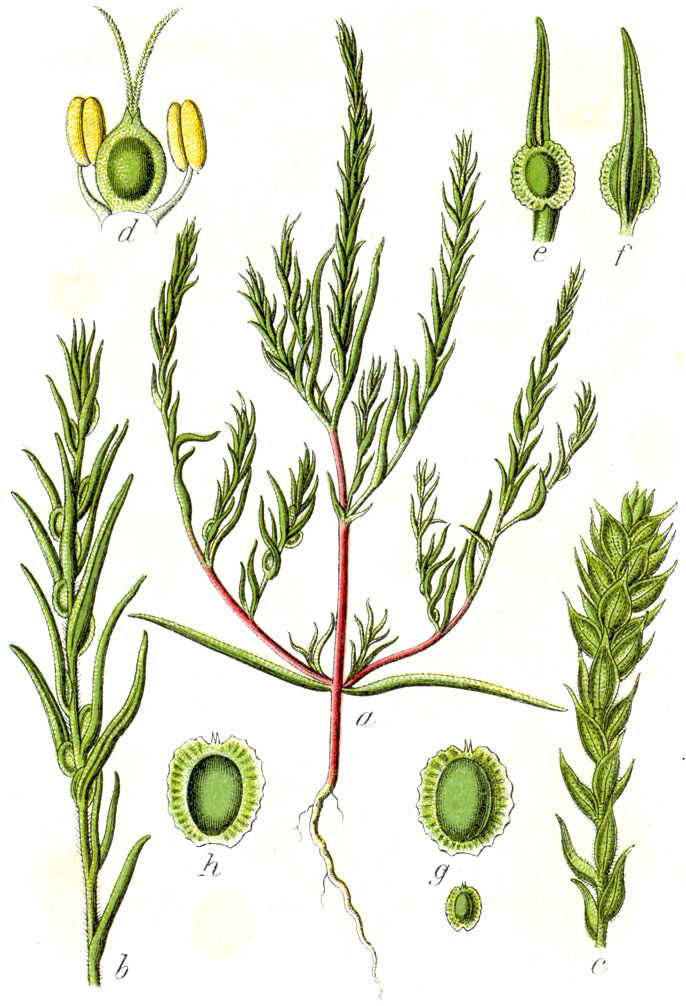 Corispermum marschallii