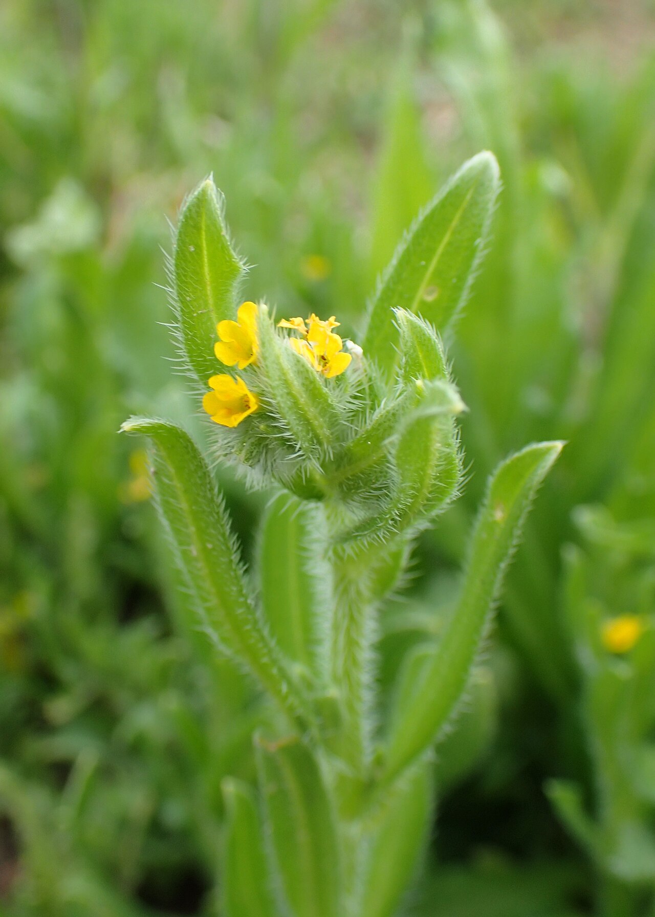 Cryptantha patagonica