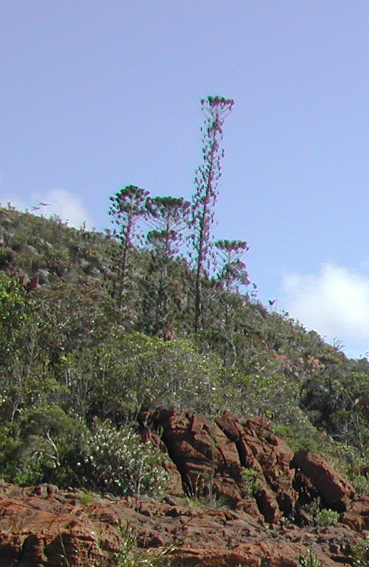 Bernier's columnar araucaria