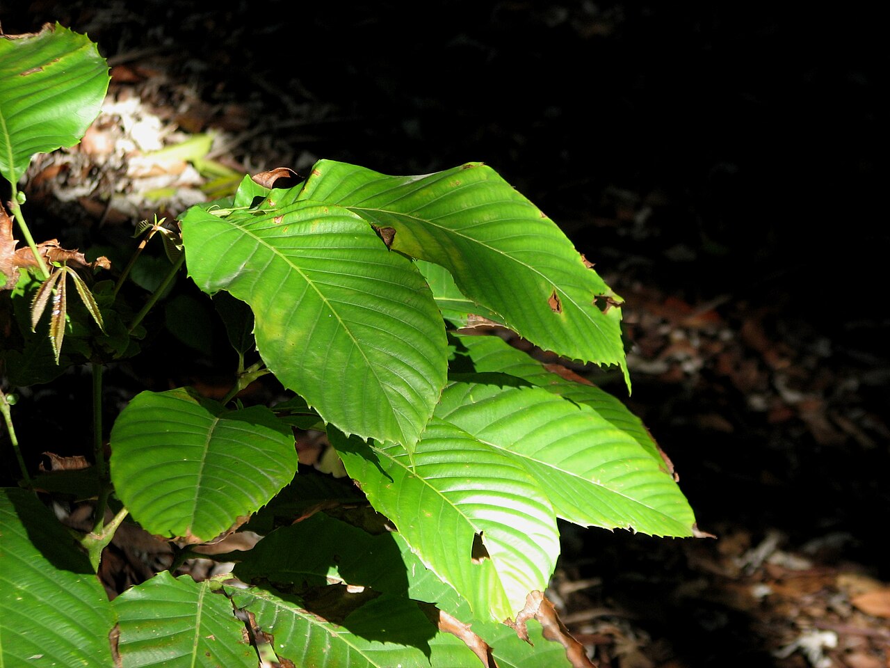 Geissois biagiana