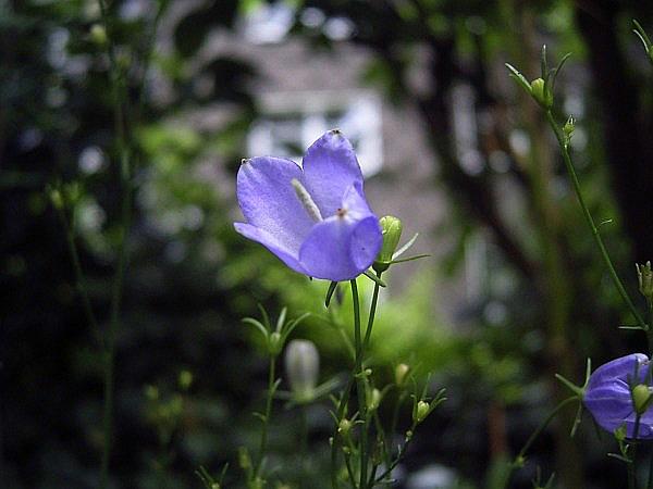 Campanula beckiana