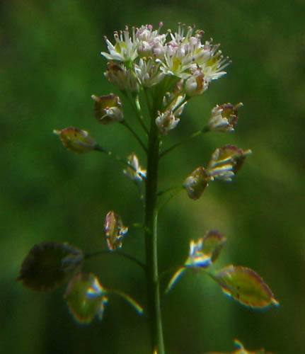Thysanocarpus laciniatus