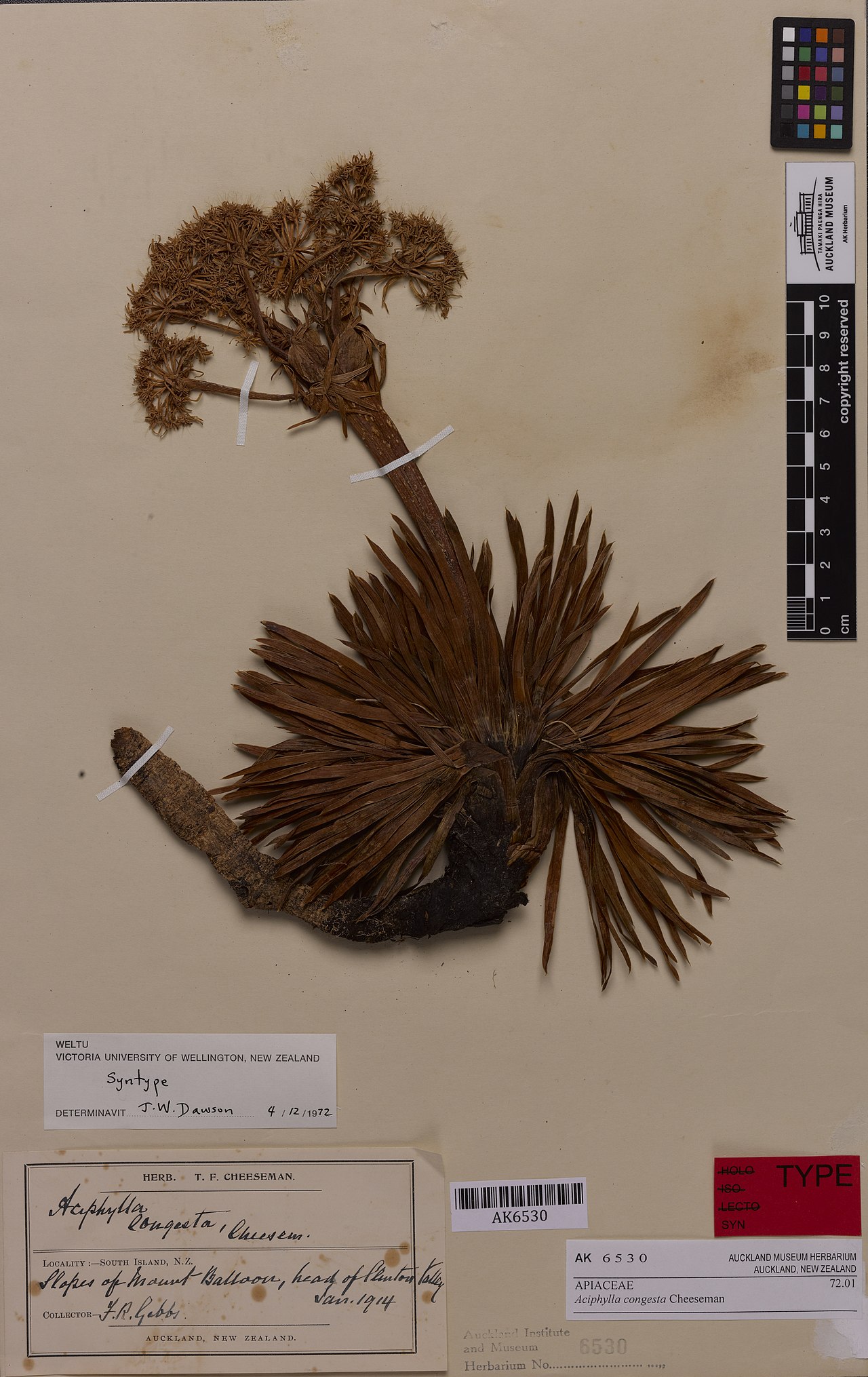 Aciphylla congesta
