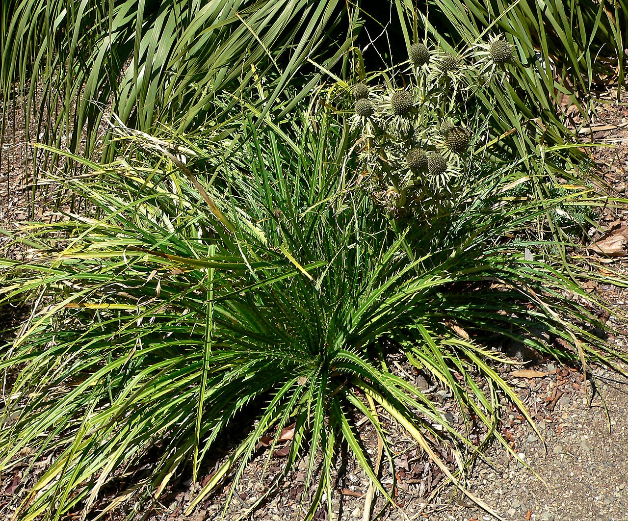 Eryngium alternatum