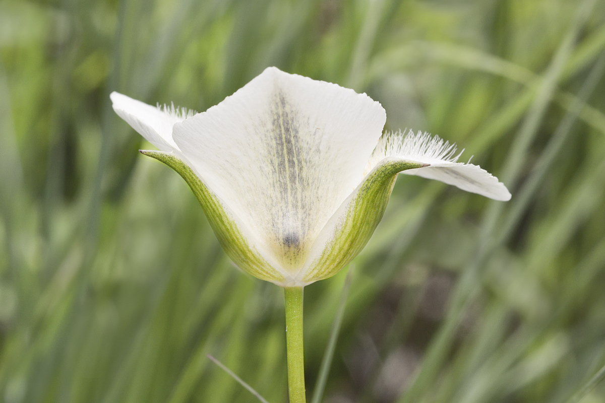 Calochortus apiculatus