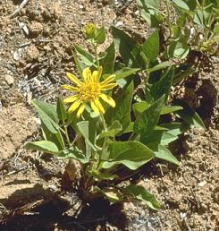 Agnorhiza reticulata