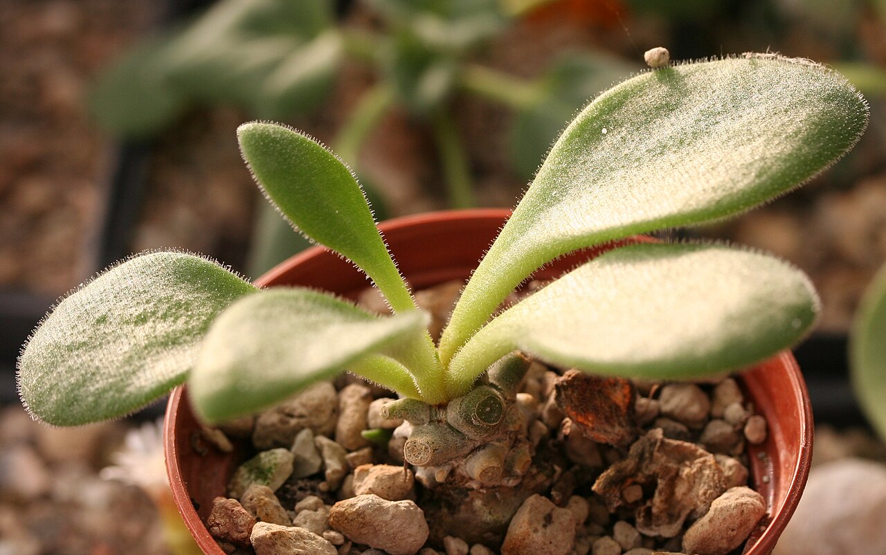Tylecodon petrophilus