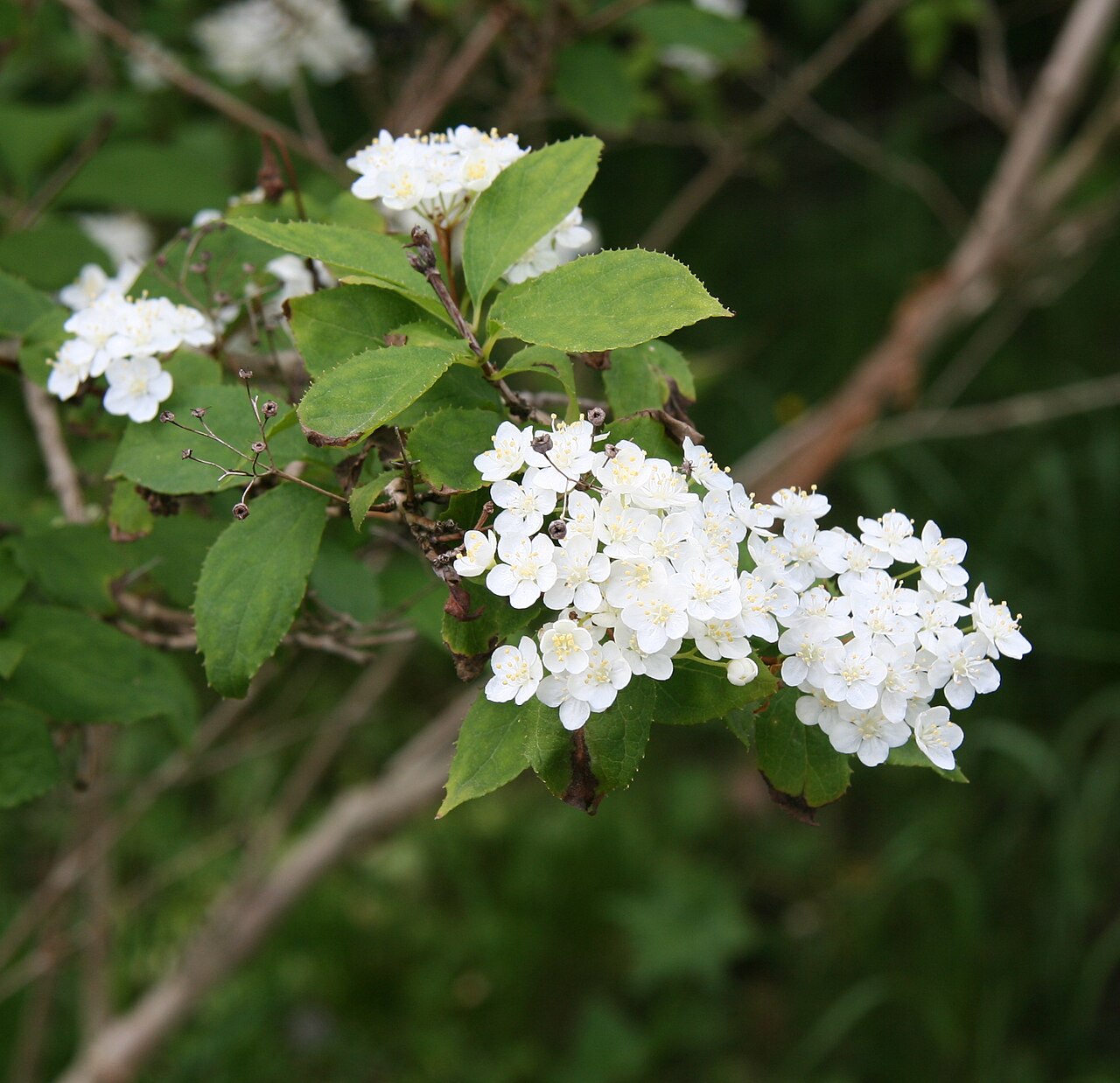 Deutzia parviflora