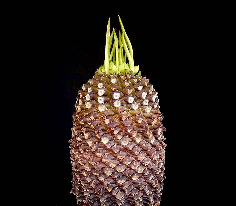 Euphorbia bupleurifolia