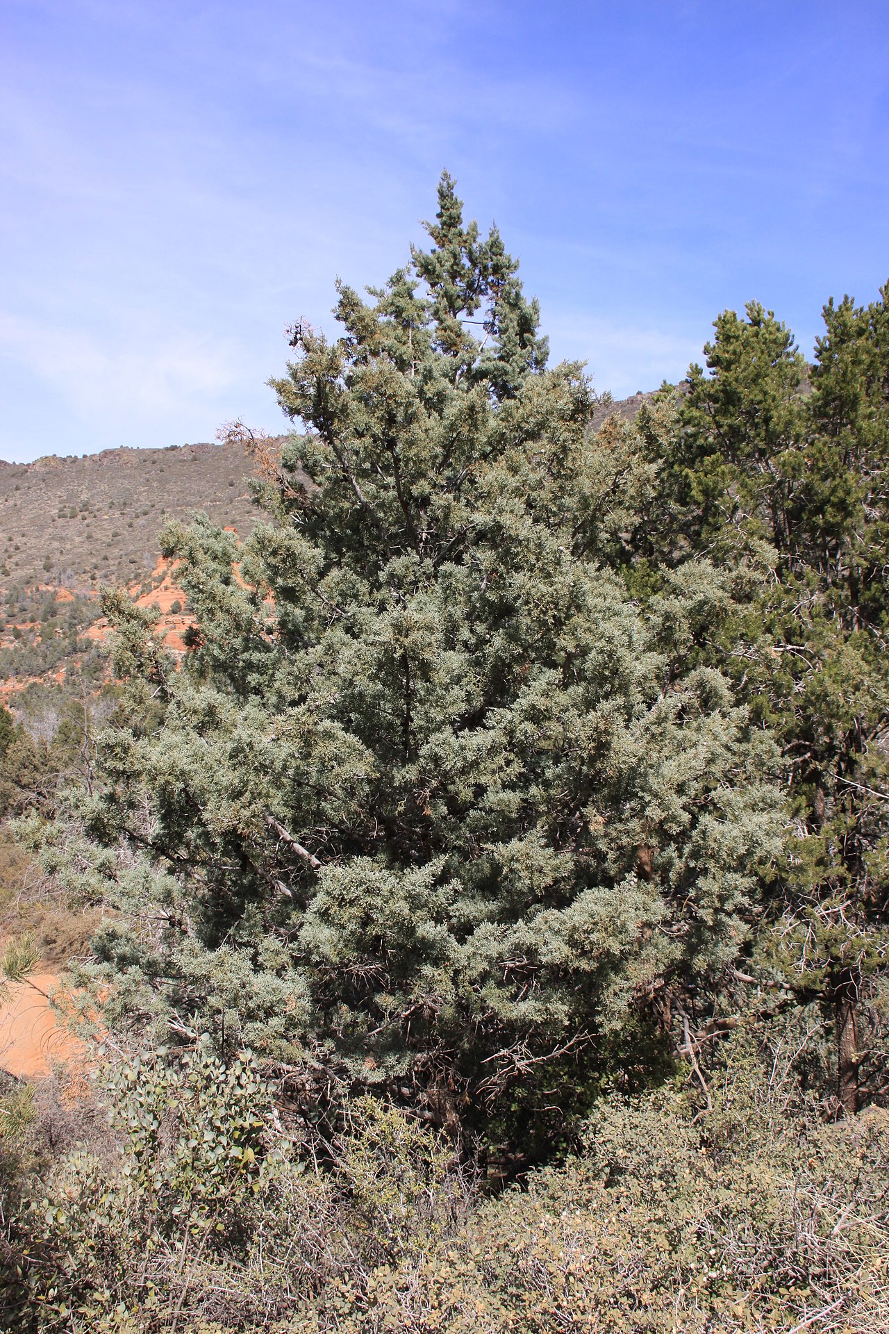 Cupressus glabra