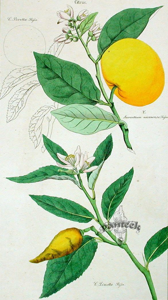 Citrus limetta