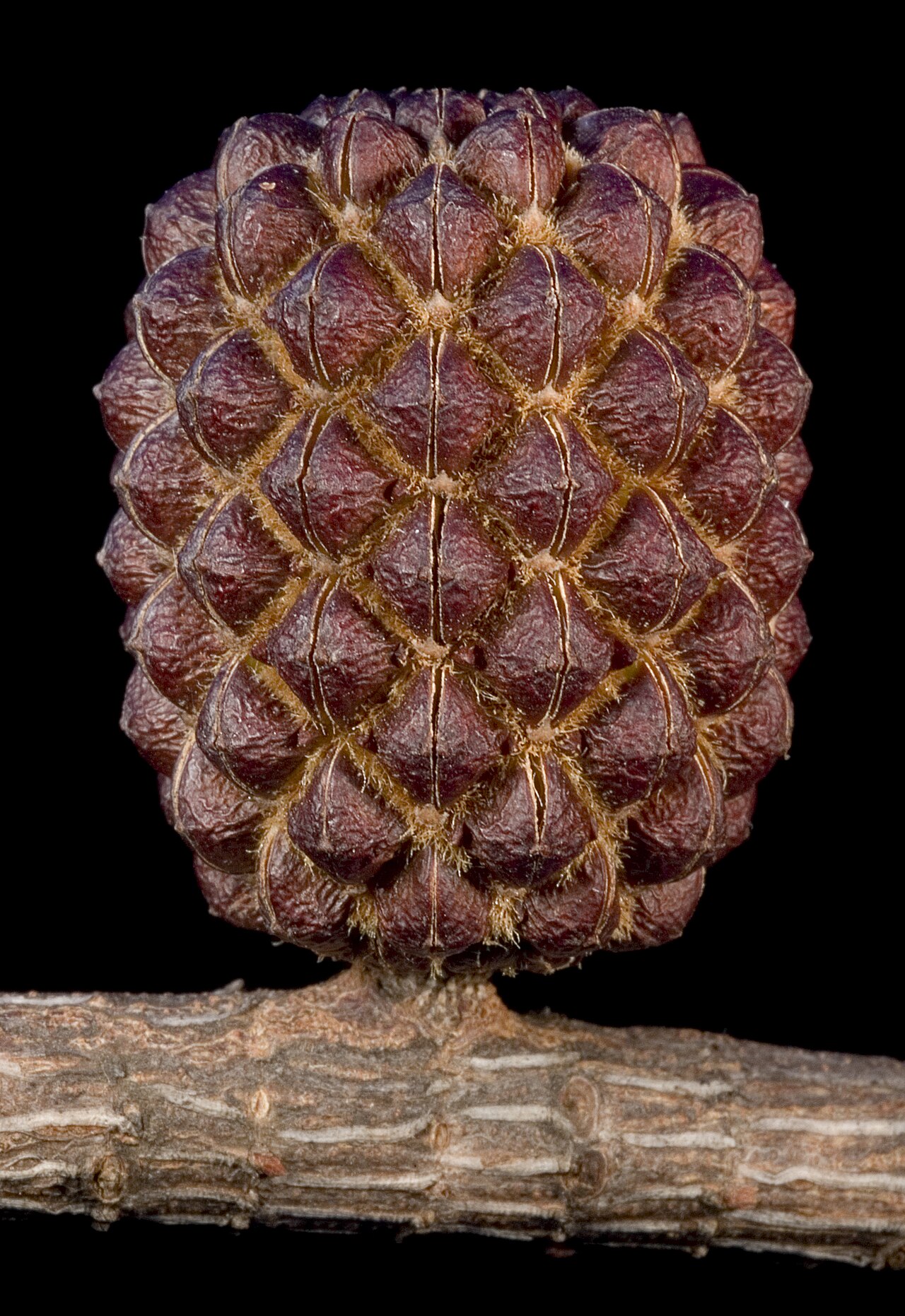 Allocasuarina huegeliana