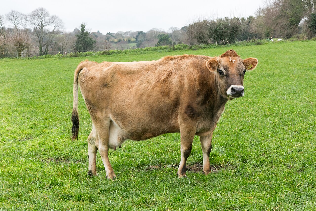 Jersey cattle
