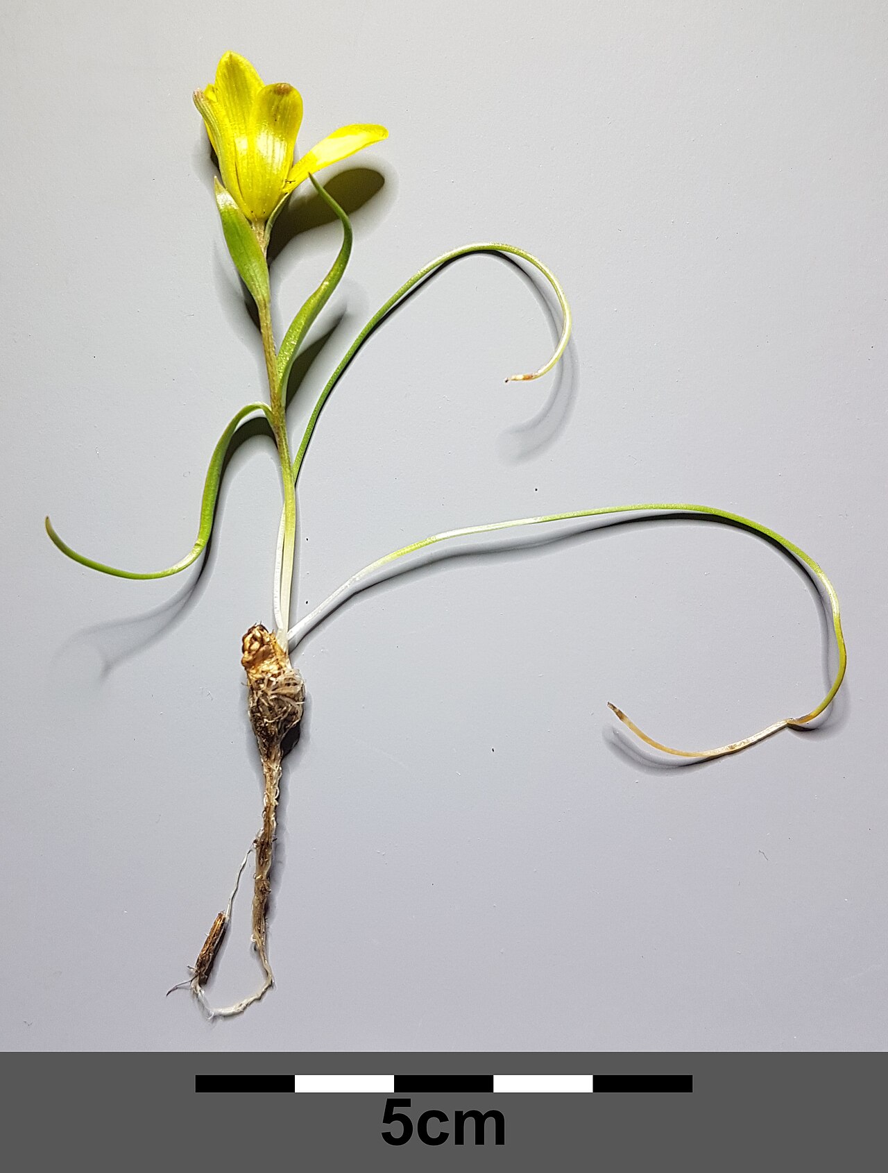 Gagea bohemica