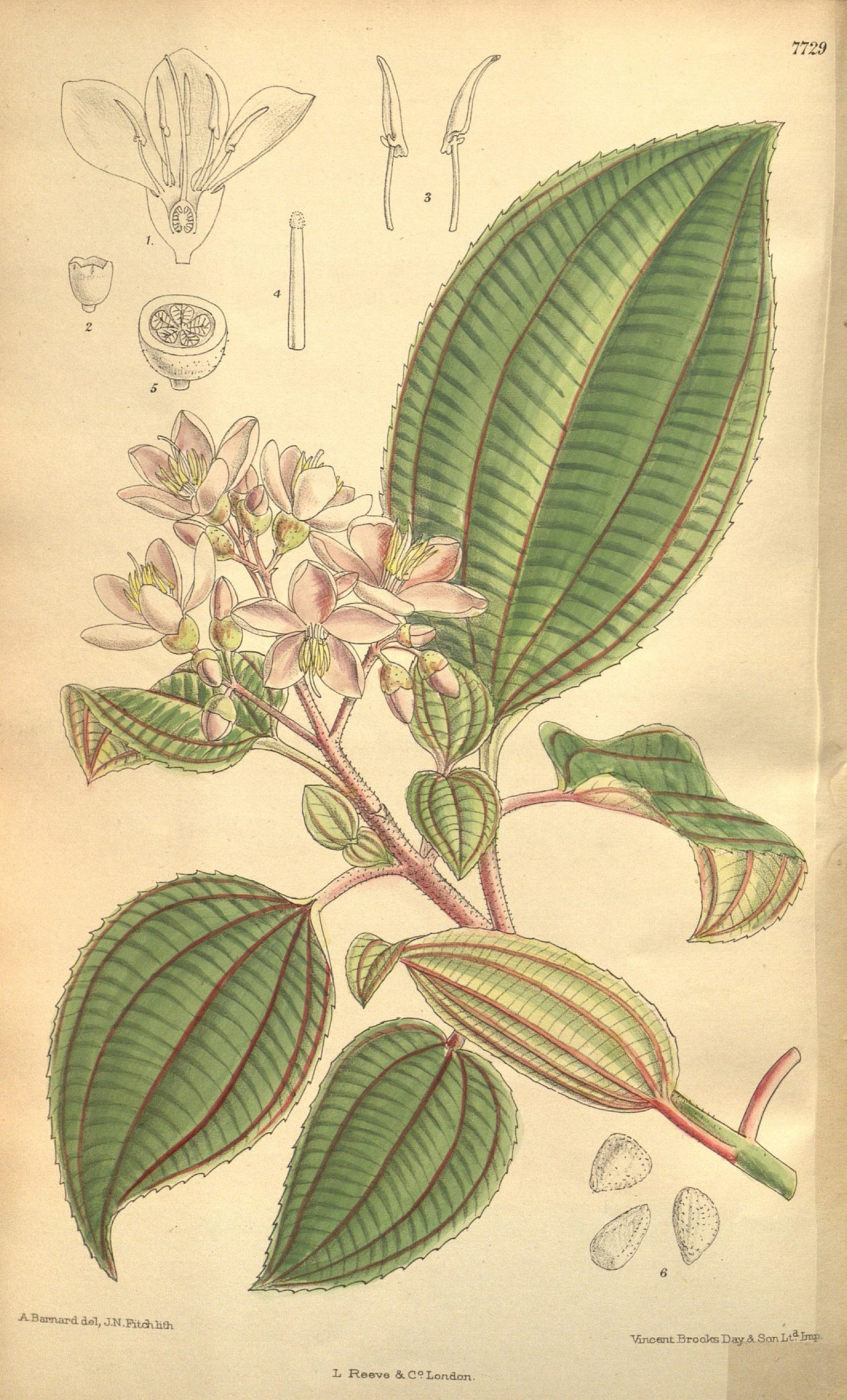 Ochthocharis dicellandroides