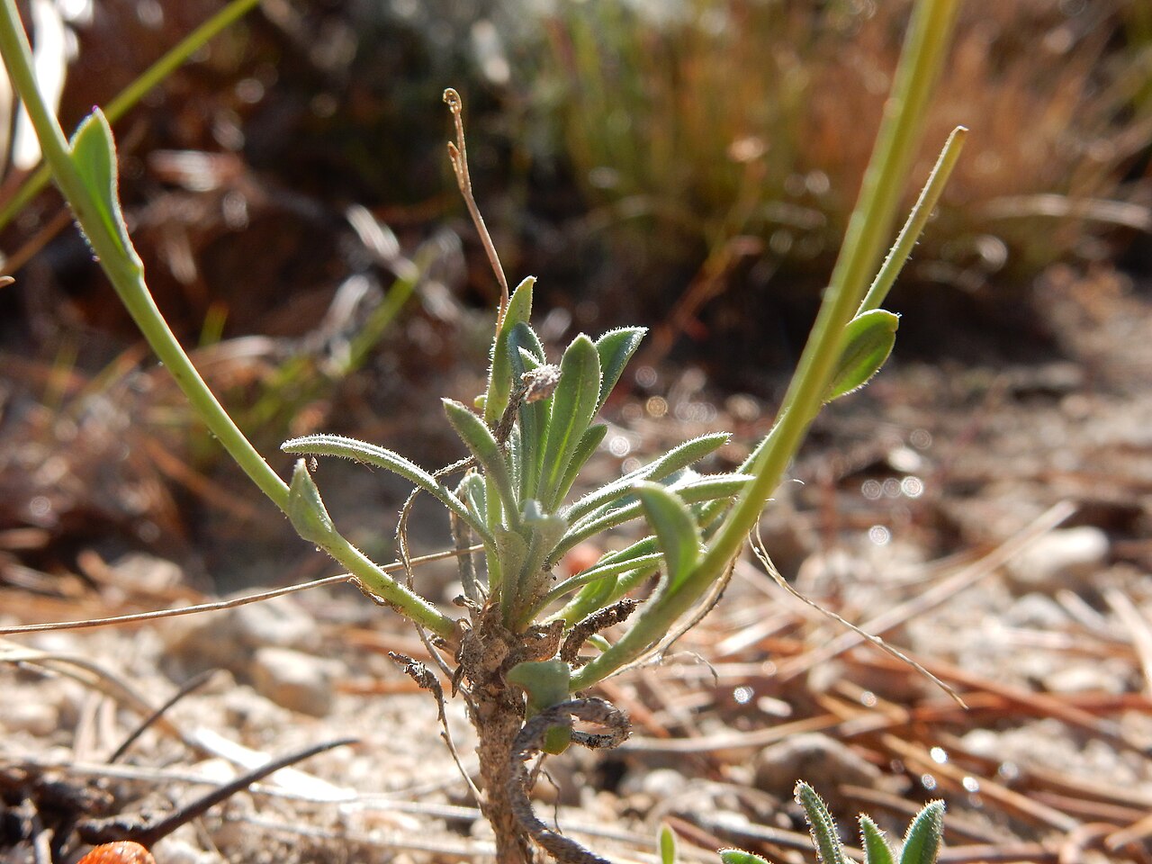 Boechera platysperma