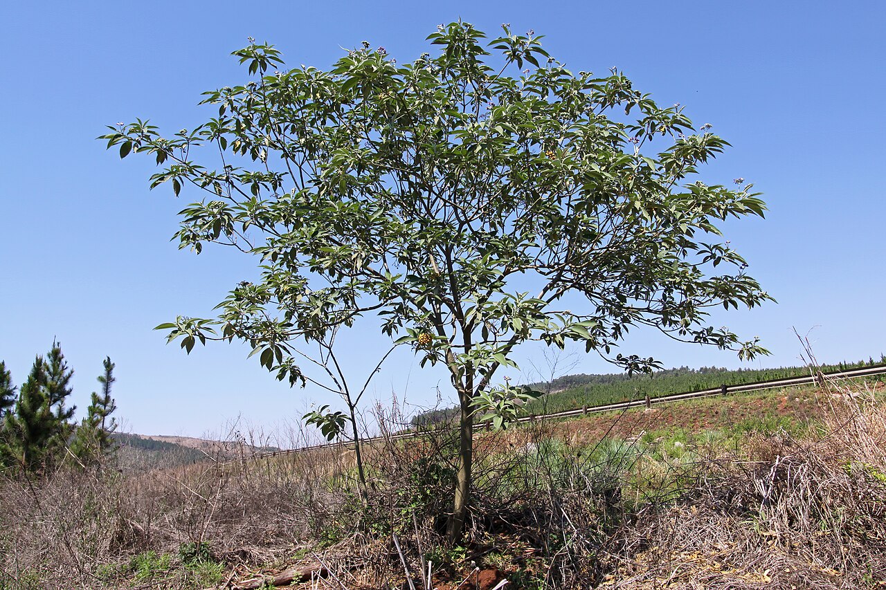 Solanum mauritianum