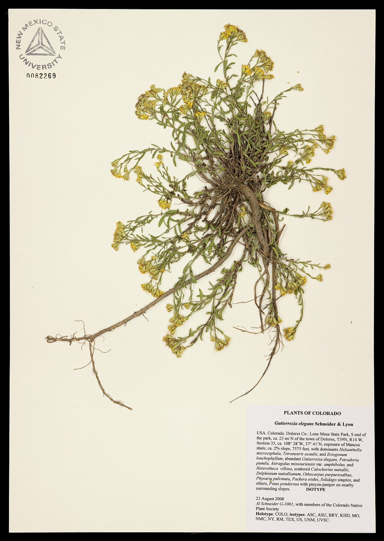 Gutierrezia elegans