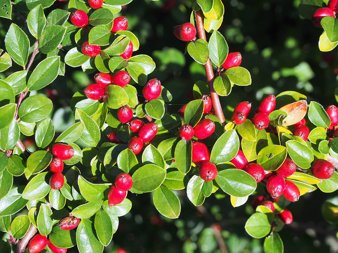 Cotoneaster divaricatus
