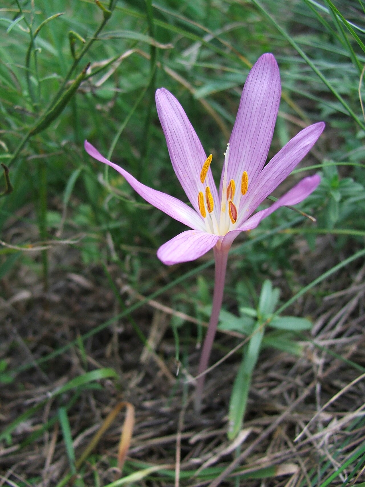 Colchicum arenarium