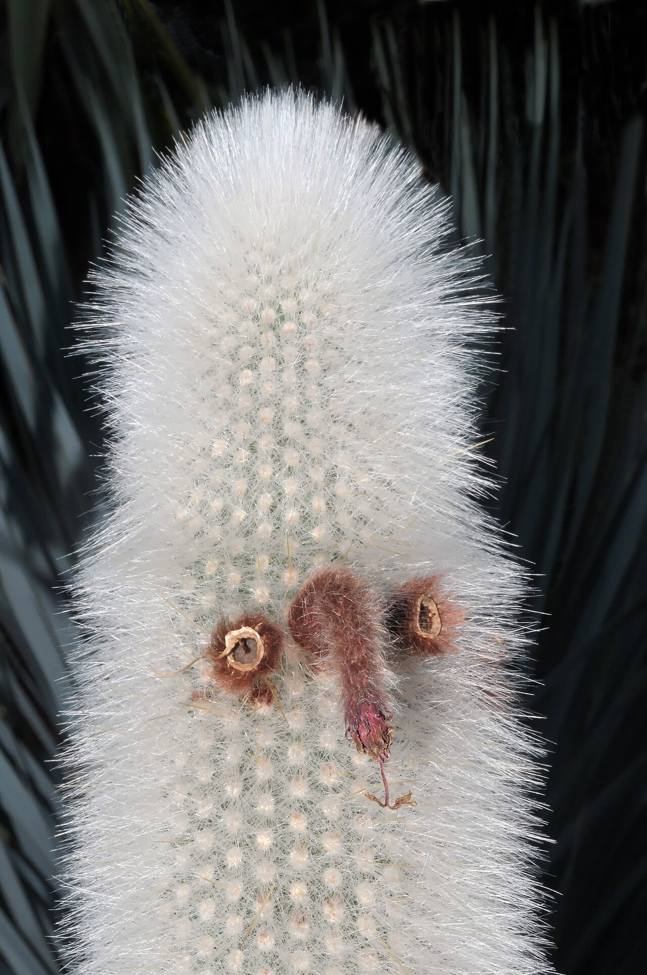 Cleistocactus strausii