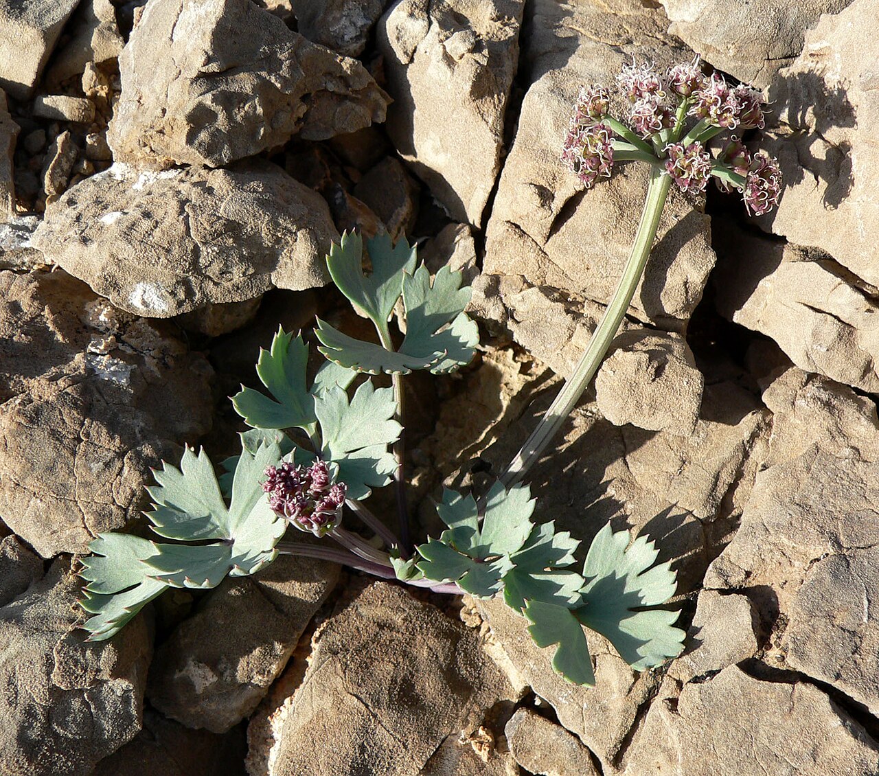 Cymopterus gilmanii