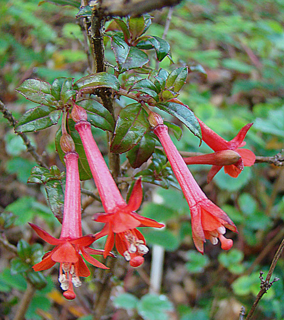 Fuchsia loxensis