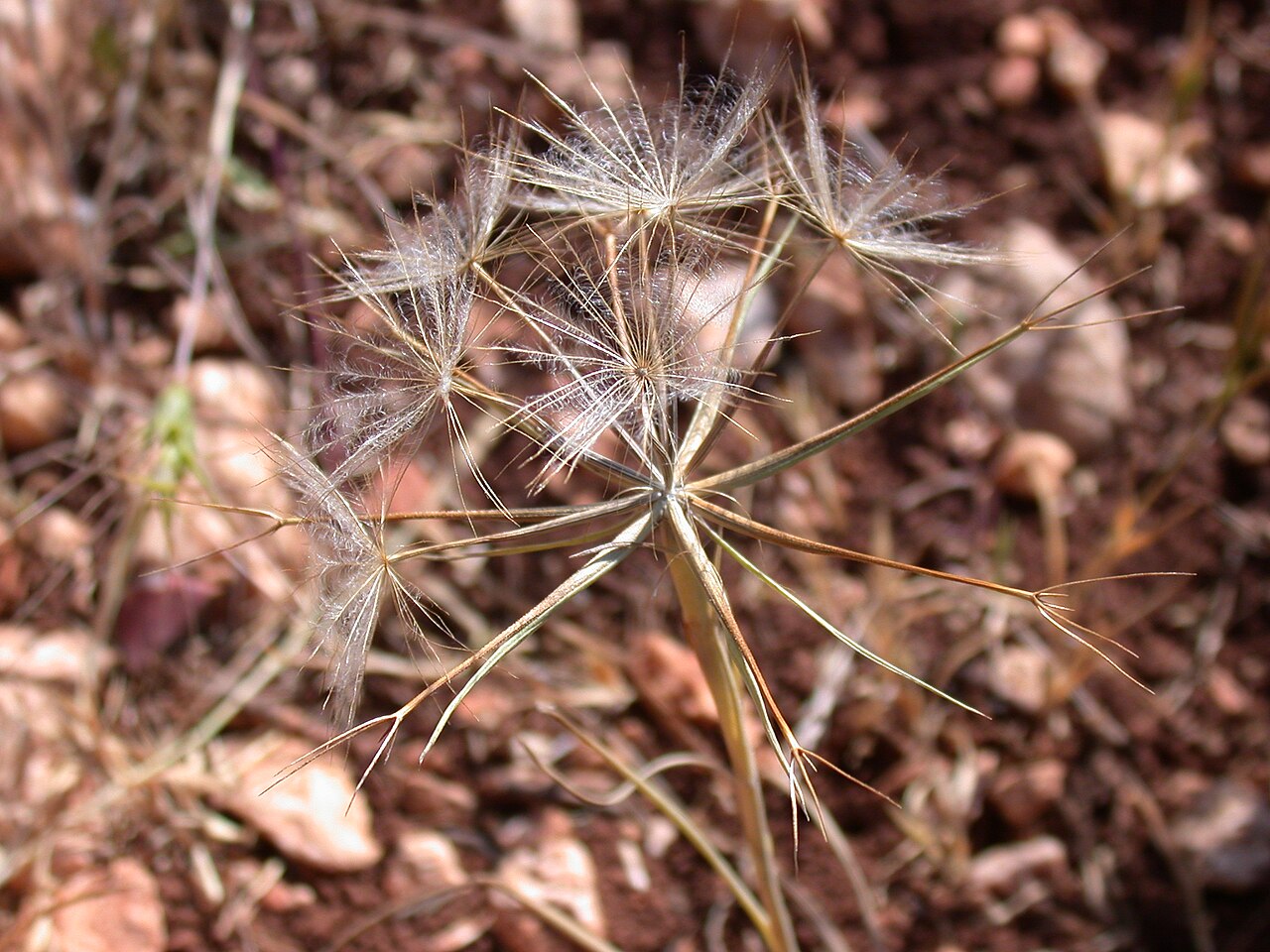 Geropogon hybridus