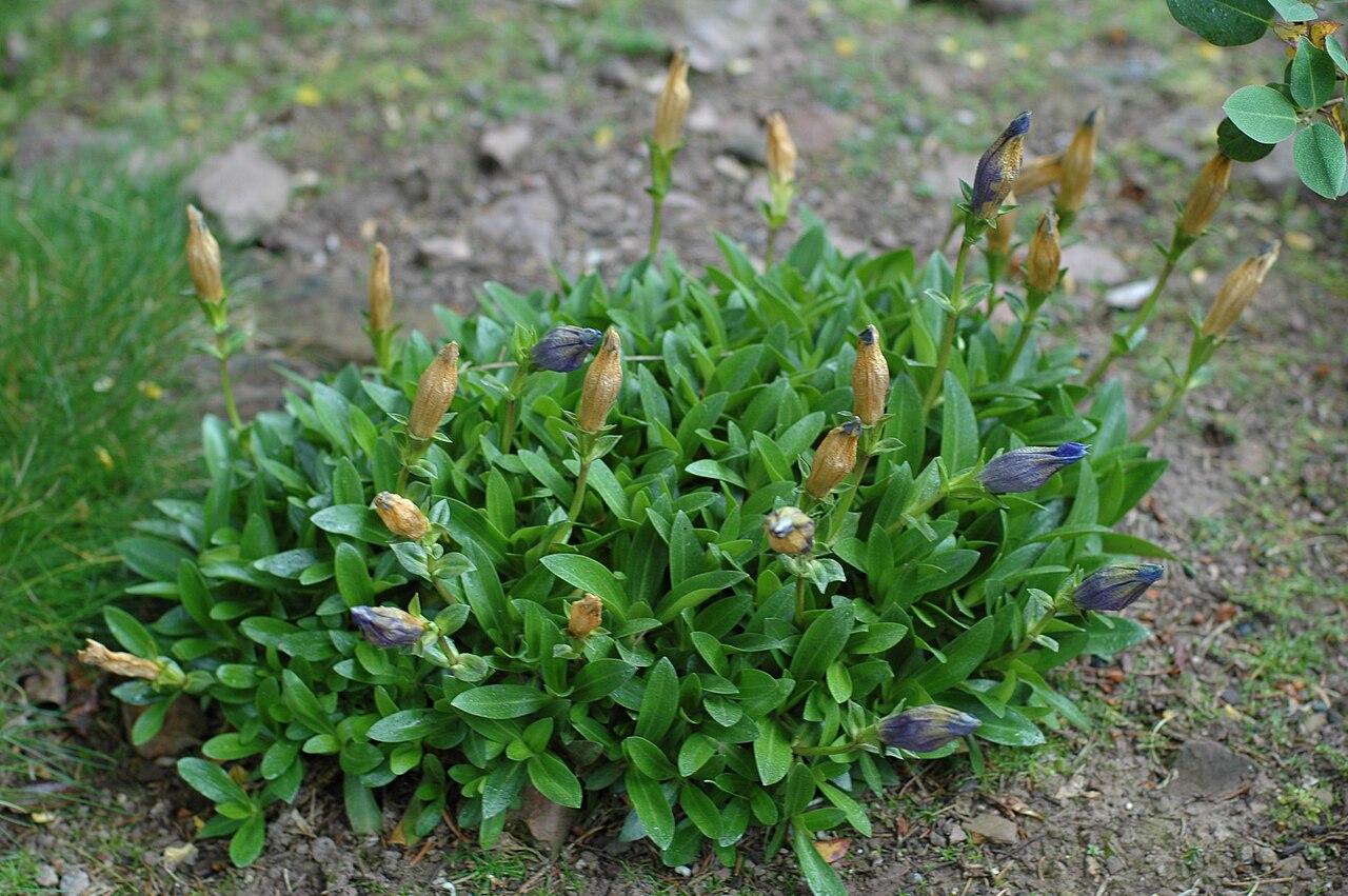 Gentiana sino-ornata