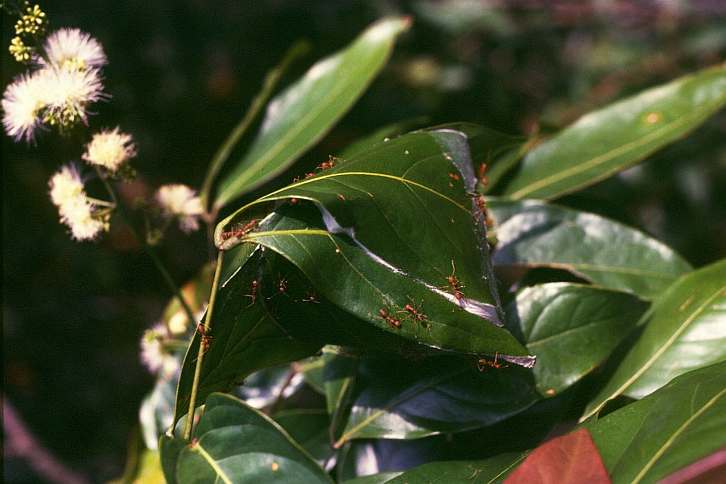 Archidendron quocense