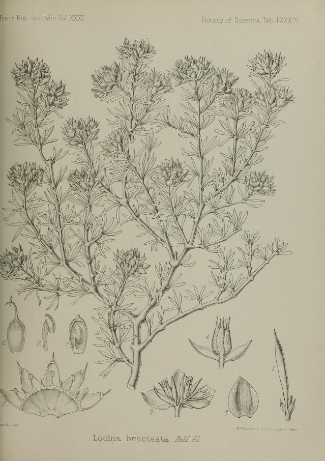 Gymnocarpos bracteatus