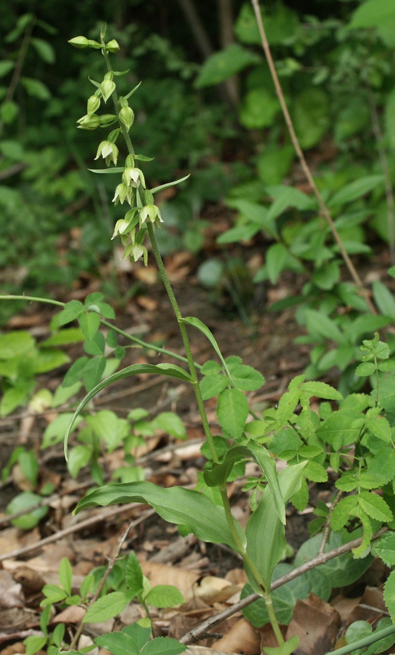 Epipactis muelleri