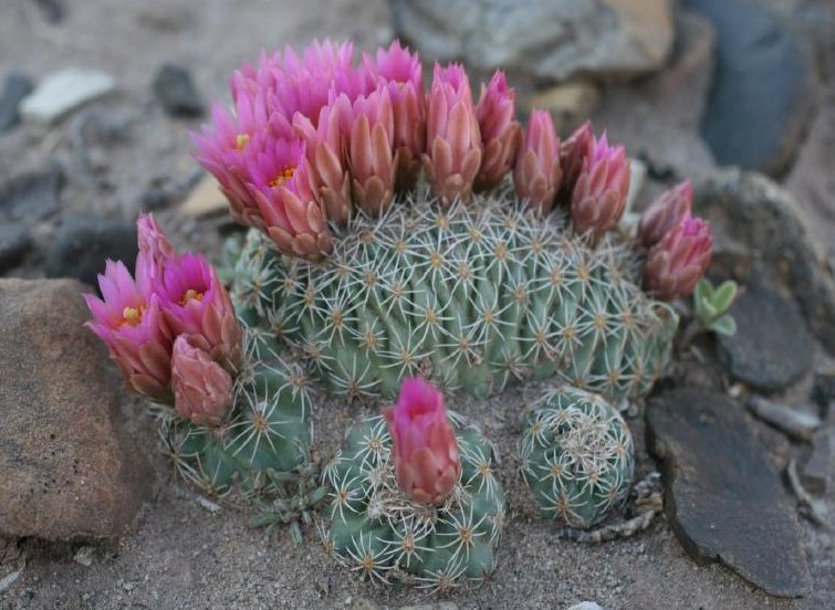 Sclerocactus brevispinus