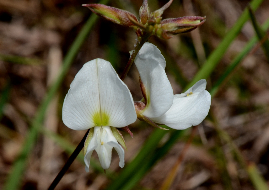 Galactia elliottii