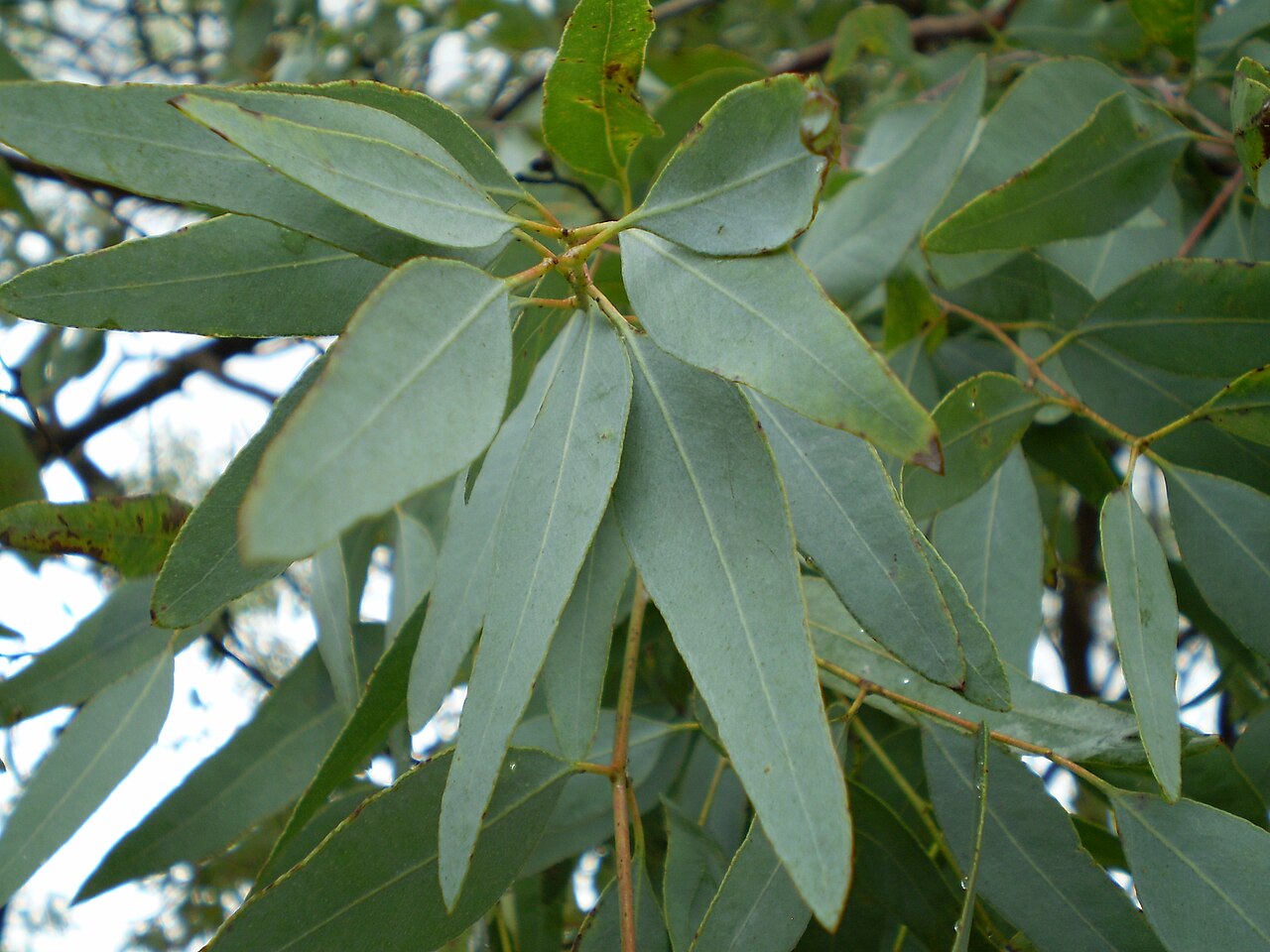 Lemon-scented ironbark