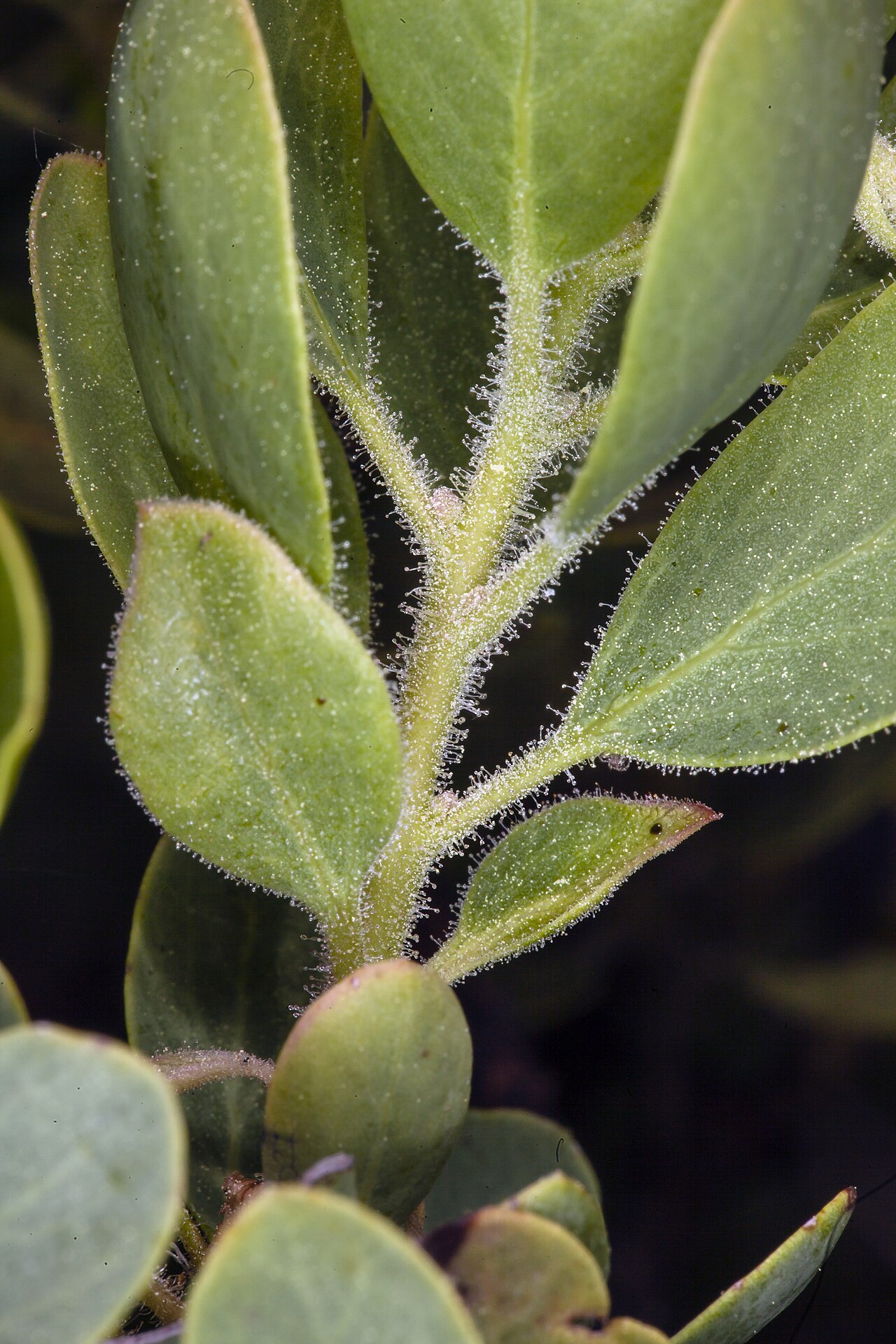 Arctostaphylos klamathensis