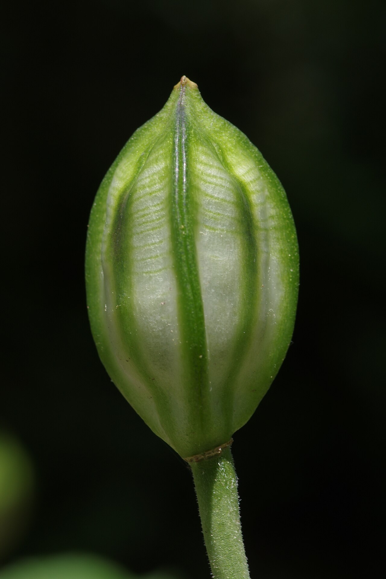 Allium oreophilum