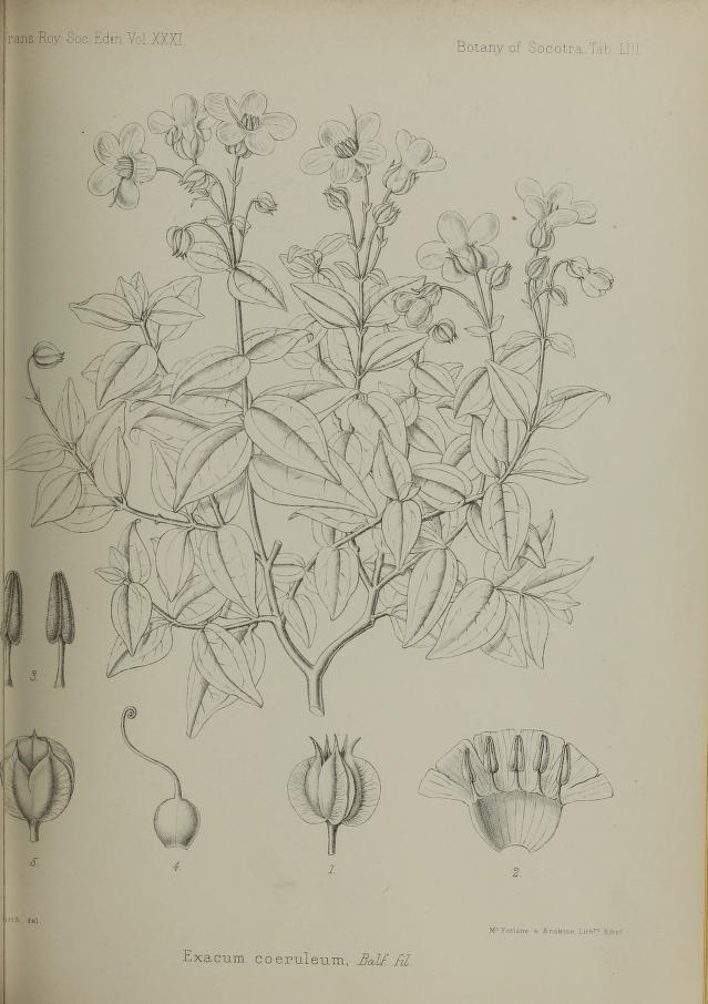 Exacum caeruleum