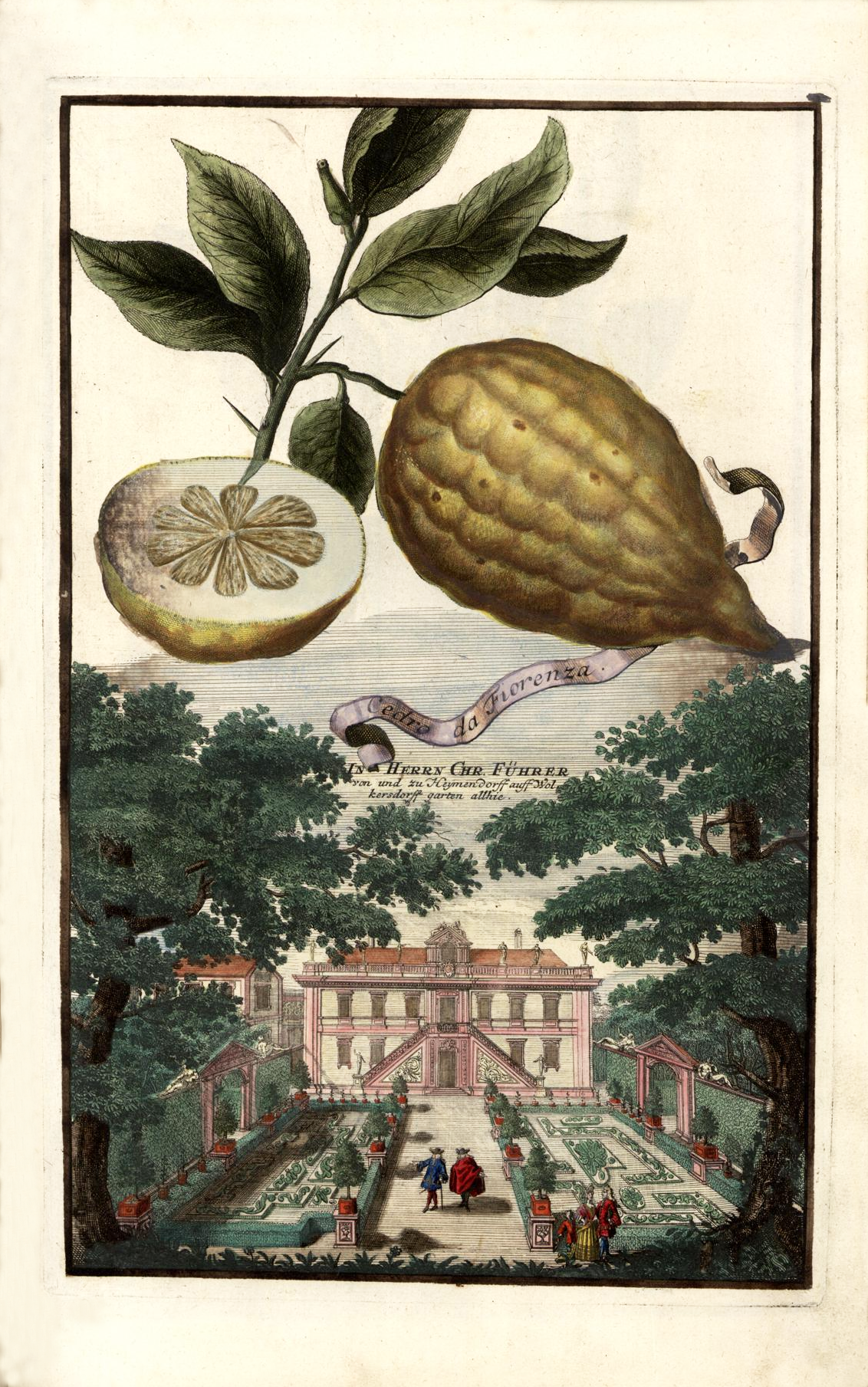 Citrus imonimedica