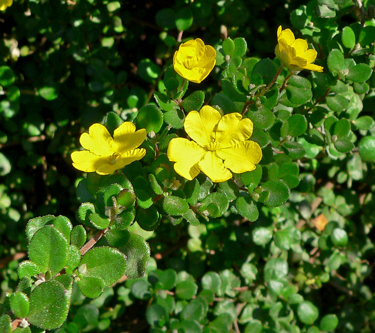 Rough guinea flower