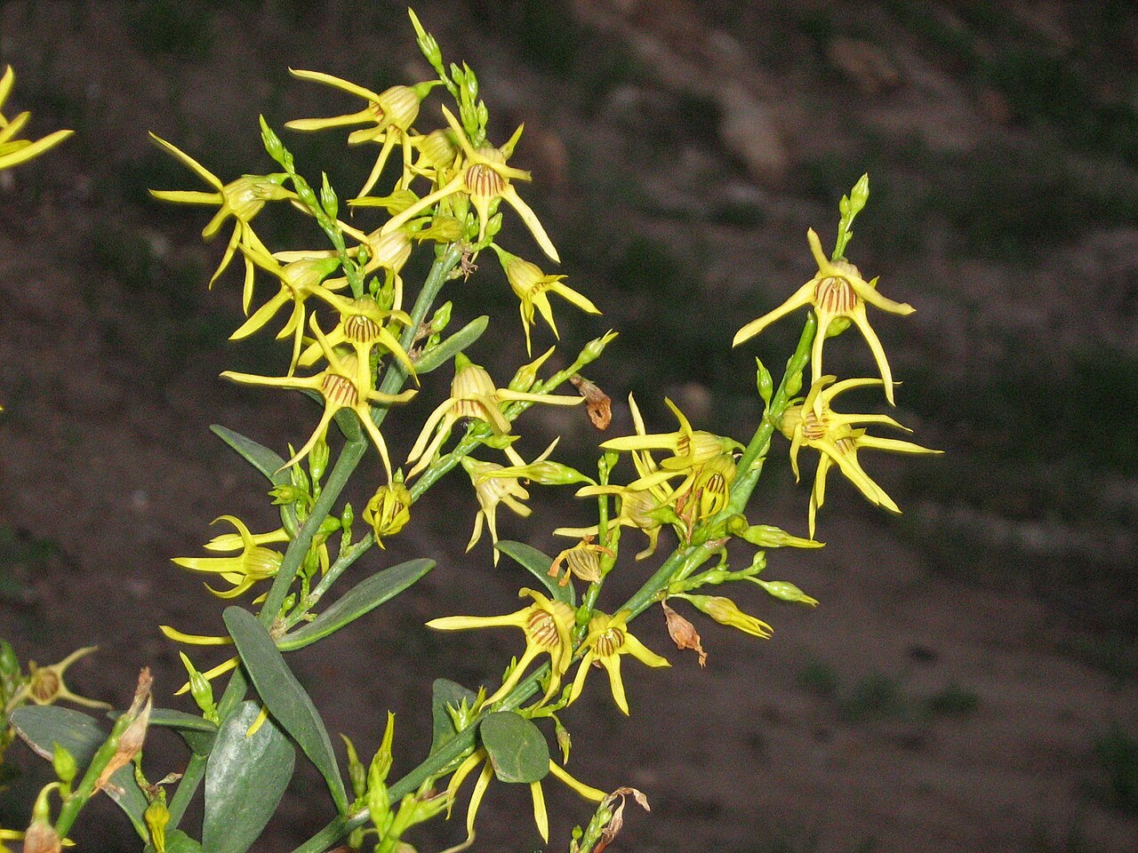 Anthocercis littorea