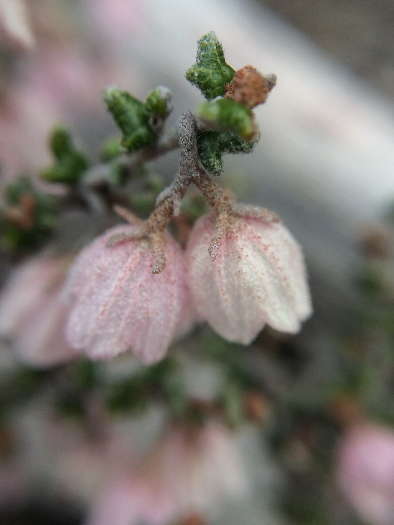 Guichenotia apetala