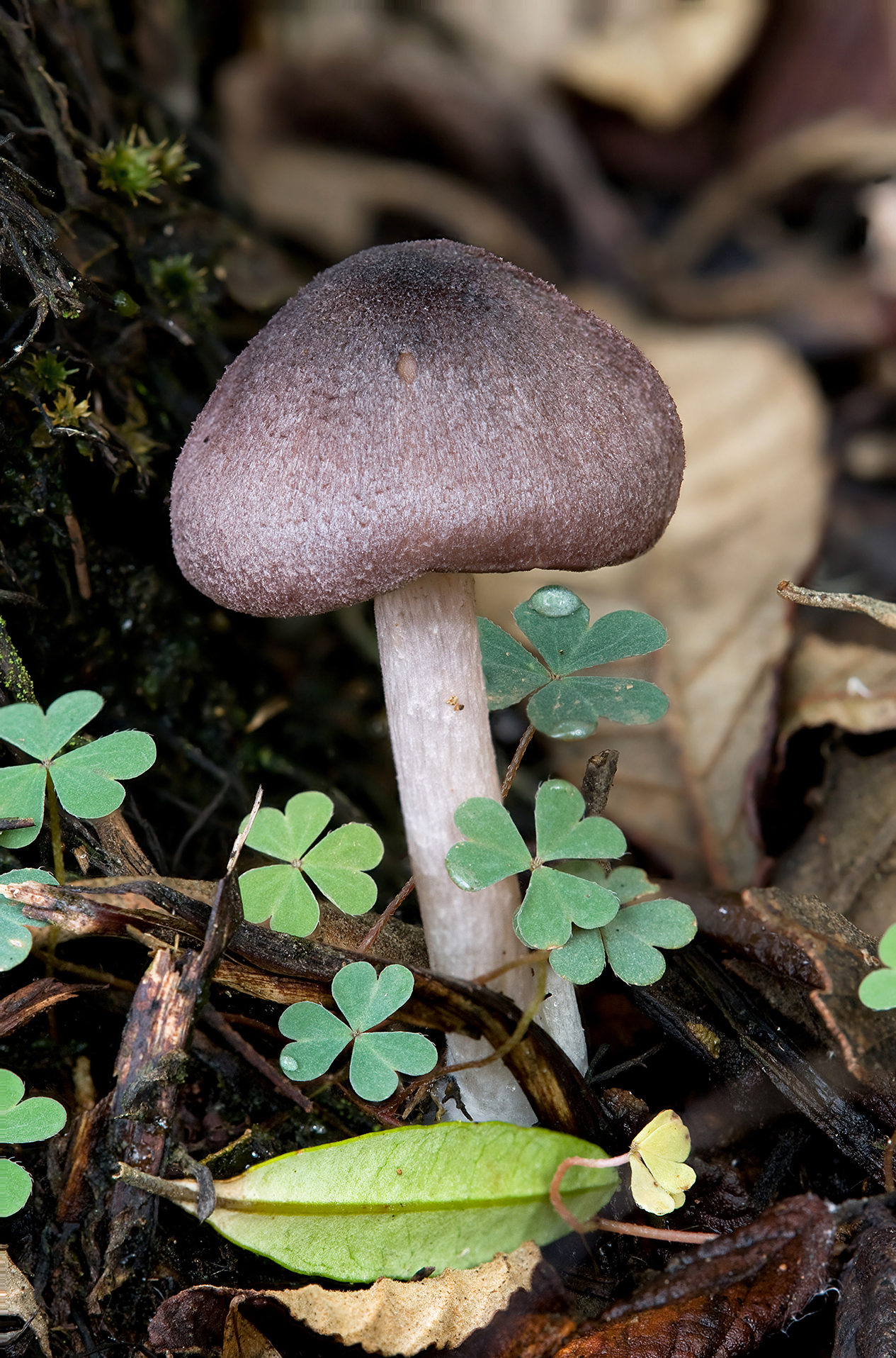 Entoloma austroprunicolor
