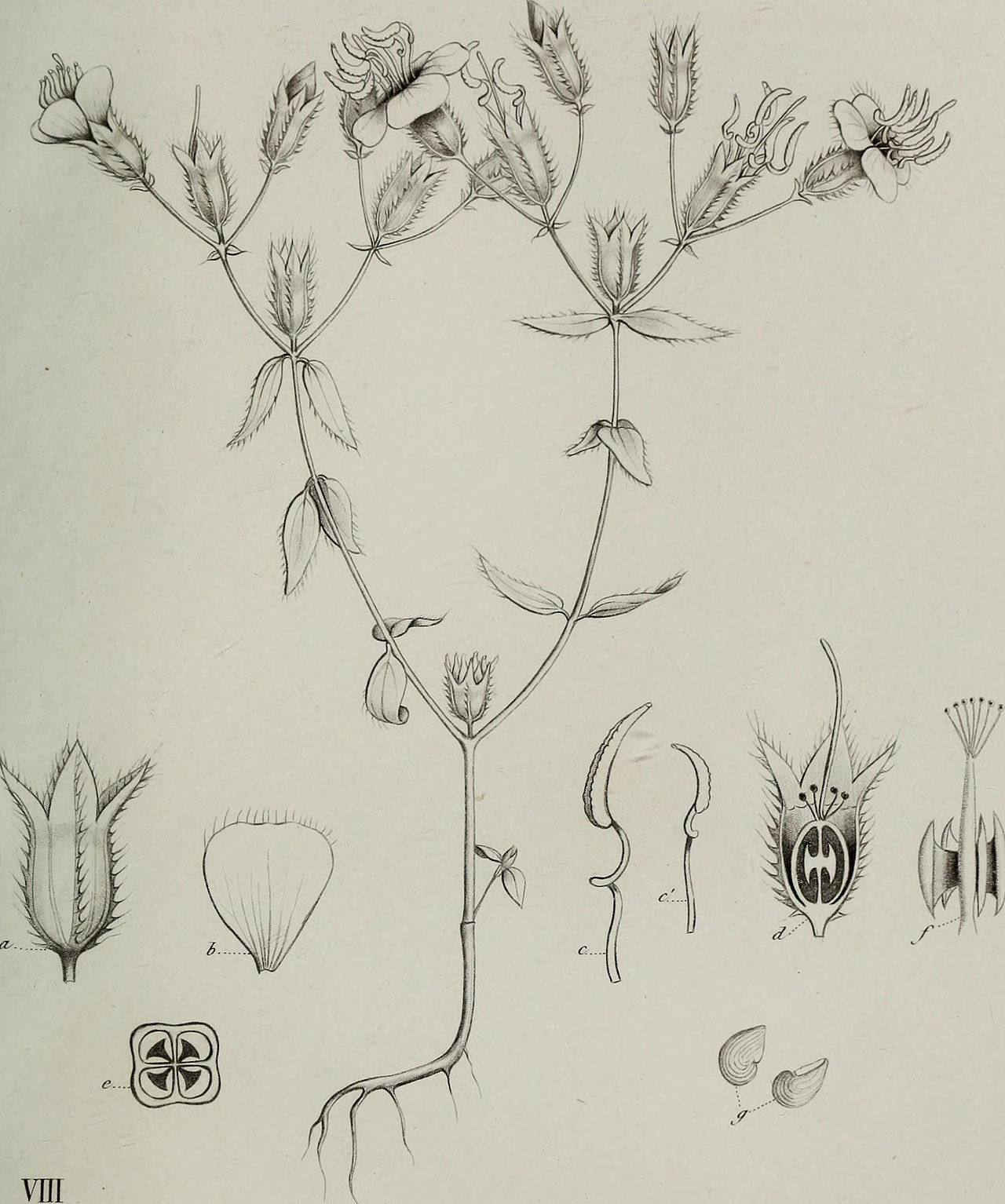 Pleroma barbigerum