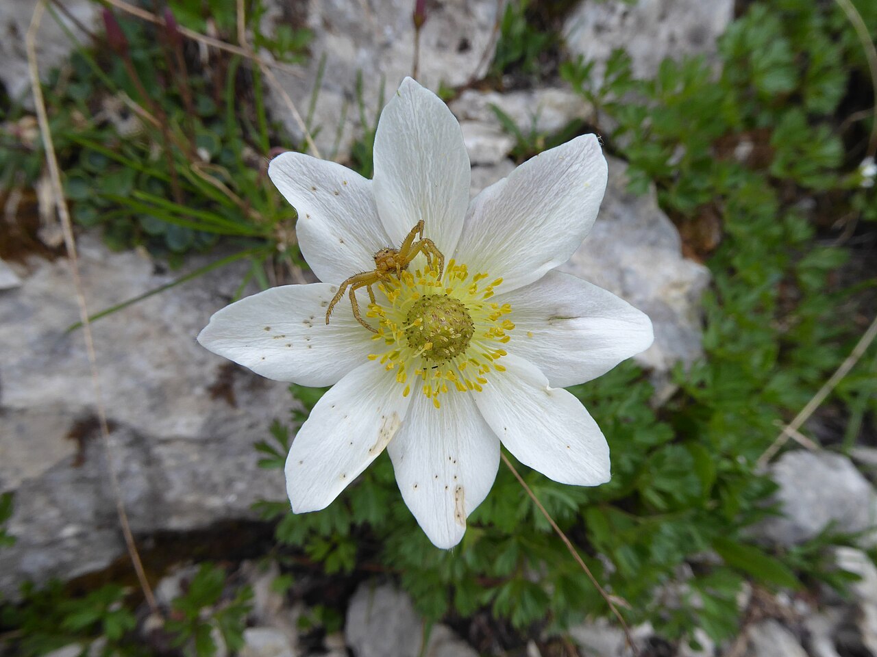 Anemone baldensis